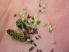 Carex lenticularis dolia