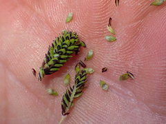 Carex lenticularis dolia
