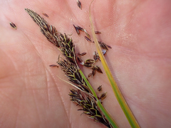 Carex macrochaeta