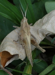 Xyleus discoideus angulatus