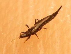 Gynaikothrips