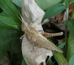 Xyleus discoideus angulatus