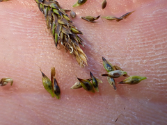 Carex micropoda