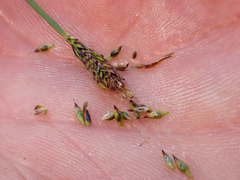 Carex micropoda