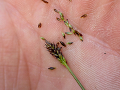 Carex micropoda