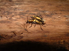 Chauliognathus distinguendus