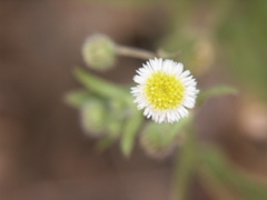 Erigeron laevigatus