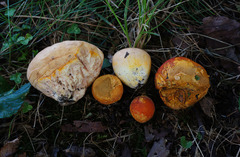 Calvatia rubroflava