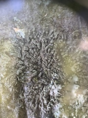 Hyperphyscia adglutinata