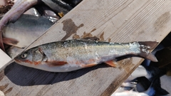 Pseudaspius