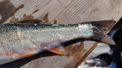 Pseudaspius