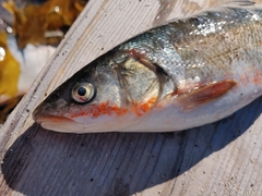 Pseudaspius