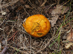 Calvatia rubroflava