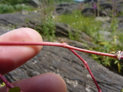 Euphorbia humistrata