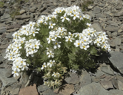 Leptosiphon nuttallii pubescens