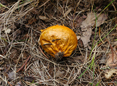 Calvatia rubroflava