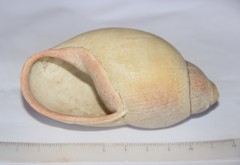 Megalobulimus haemastomus