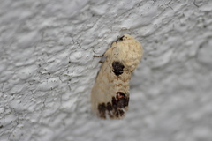 Phalera flavescens