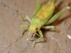 Cyrtoxipha columbiana