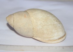 Megalobulimus haemastomus