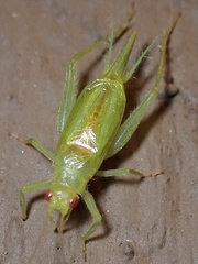 Cyrtoxipha columbiana