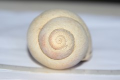 Megalobulimus haemastomus