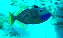 Xanthichthys auromarginatus