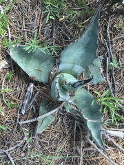 Agave gentryi