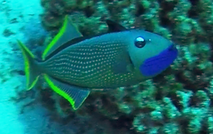 Xanthichthys auromarginatus