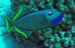 Xanthichthys auromarginatus