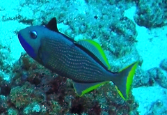 Xanthichthys auromarginatus