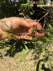 Leptospermum petersonii