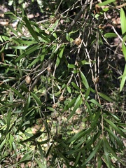 Leptospermum petersonii