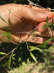 Leptospermum petersonii