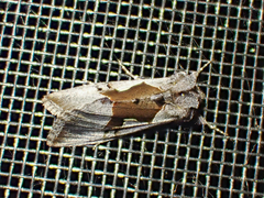 Syngrapha orophila