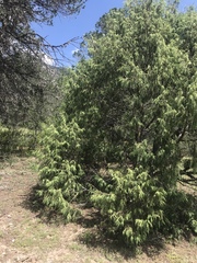 Juniperus flaccida