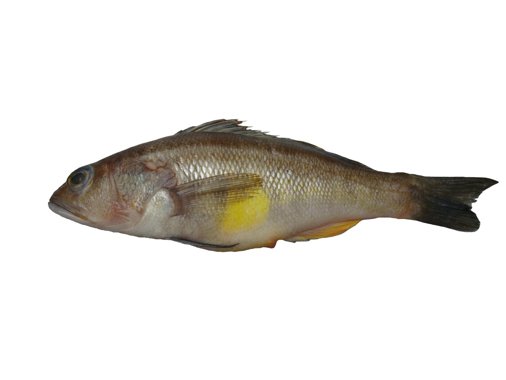 Sand-Perch