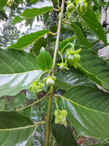 Ilang-ilang (Cananga odorata)