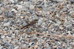 Sympetrum pallipes