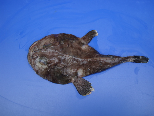 Threadfin goosefish (Lophiodes spilurus) — Lophiidae — 2