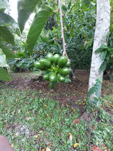 Cananga odorata