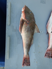Prionotus horrens