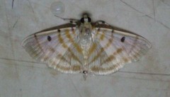Notarcha tigrina