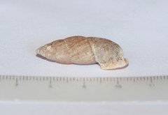 Odontostomus gargantua