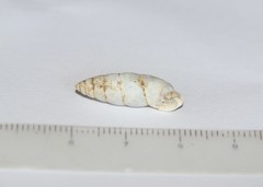 Cyclodontina fusiformis