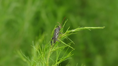 Acanthocephala femorata image