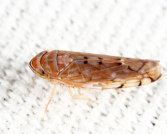 Osbornellus auronitens