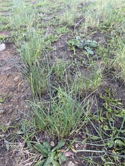 Allium
