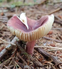 Russula queletii