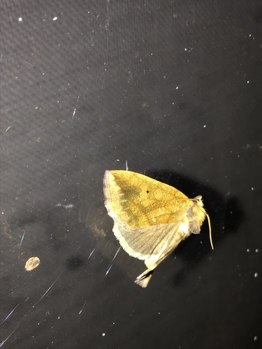 Gold Moth photo 4